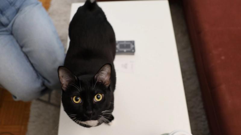 A cute tuxedo cat looks up at the camera, standing in the middle of the playing table.