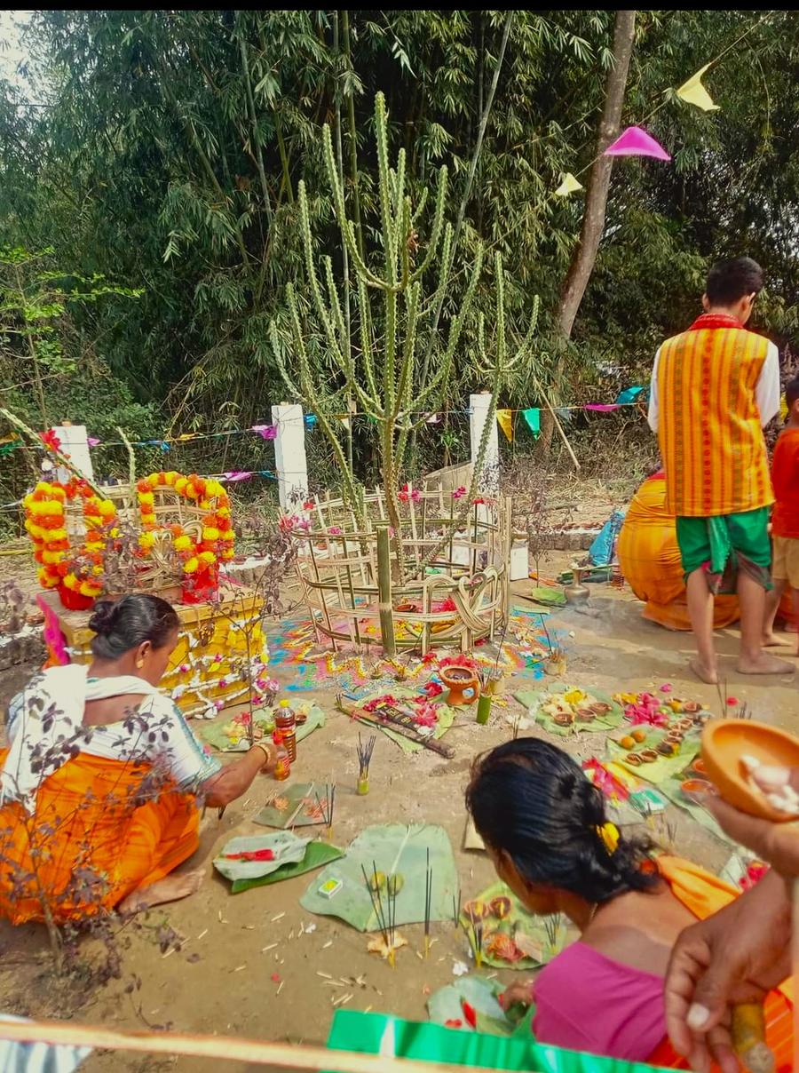Bodo devotees performing Bathou puja around the sacred sijou (Euphorbia) plant with offerings.