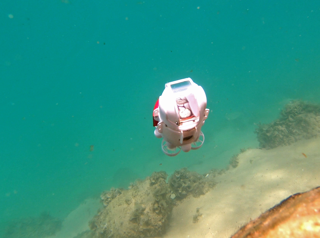 Why Listen to Animals? (cephaloPOD19)