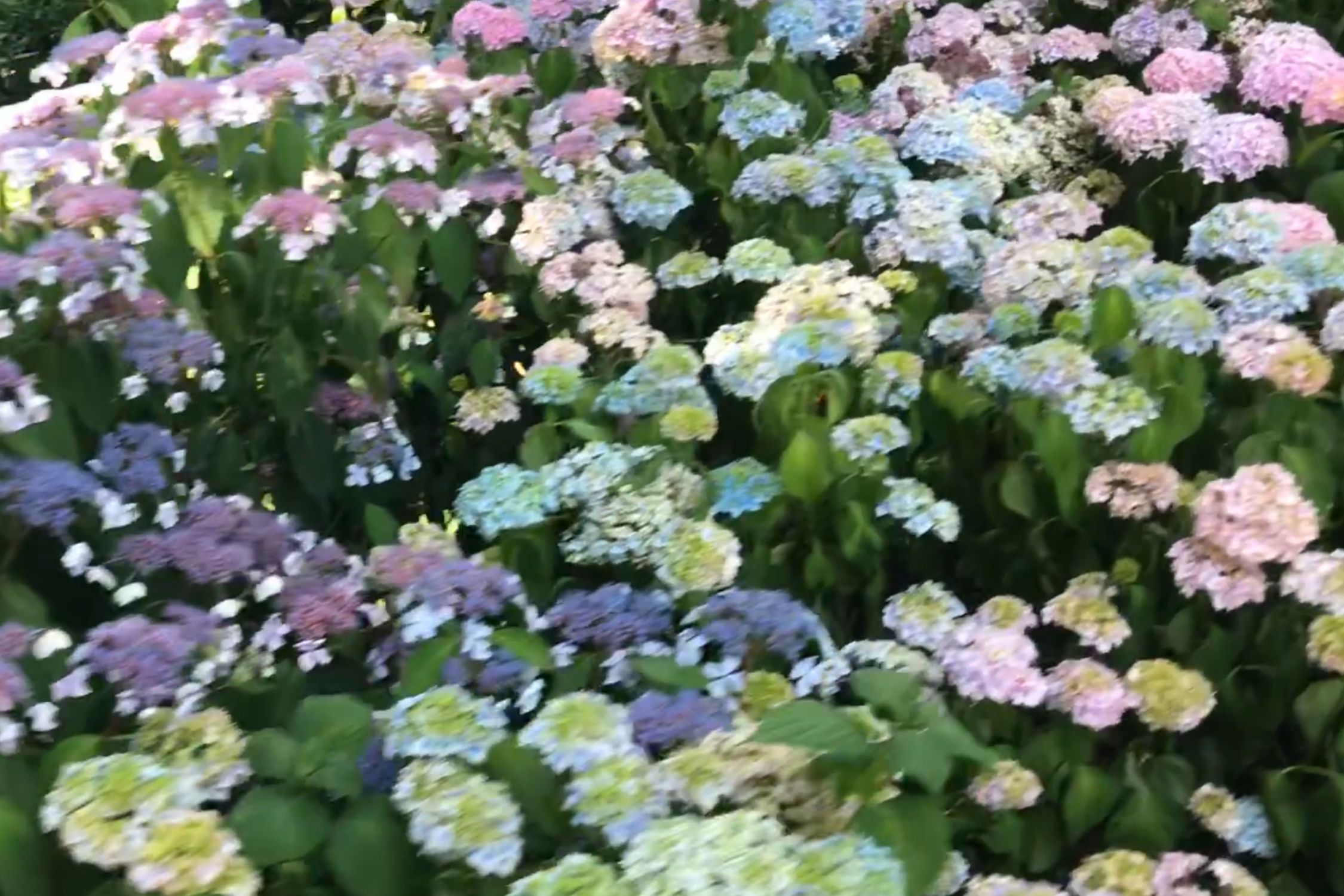Hydrangea