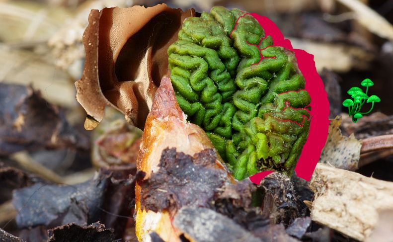 Why Listen to Plants? (Welcome to the Jungle)