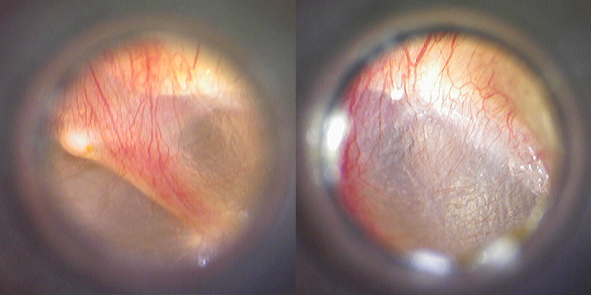 Indigenous Activism in Art and Architecture