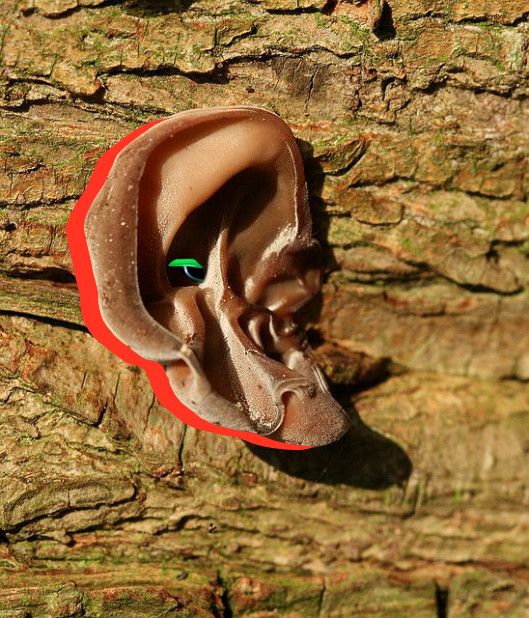 On the Movement of People and Plants