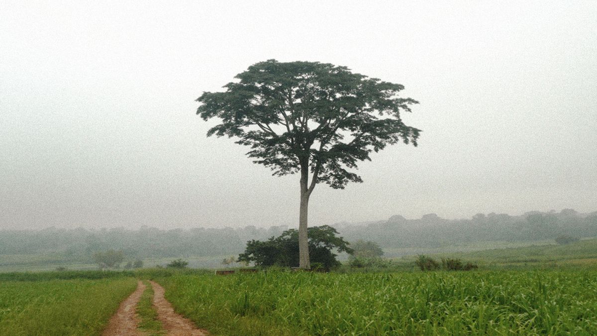 Iroko Tree