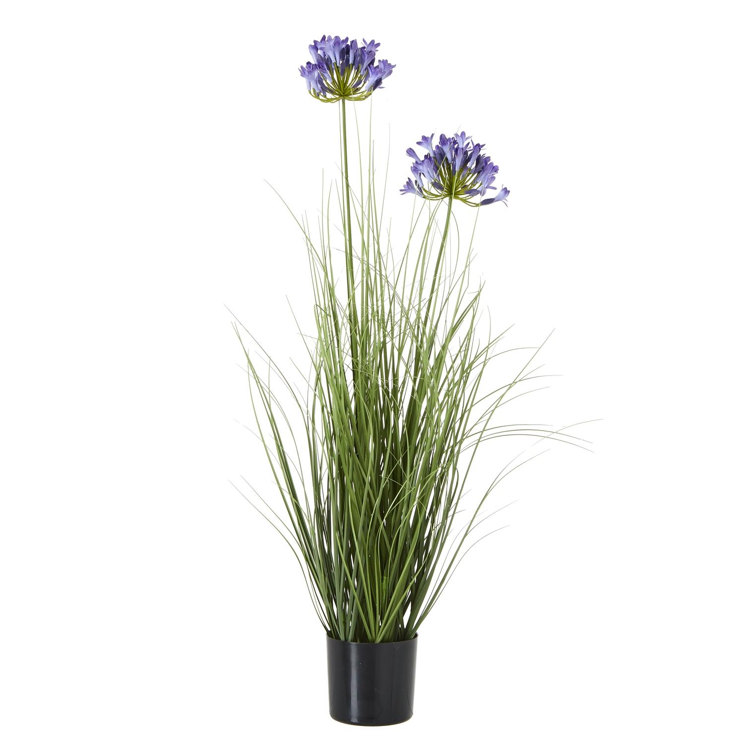 Blue Agapanthus Plant In Pot | Kaiku