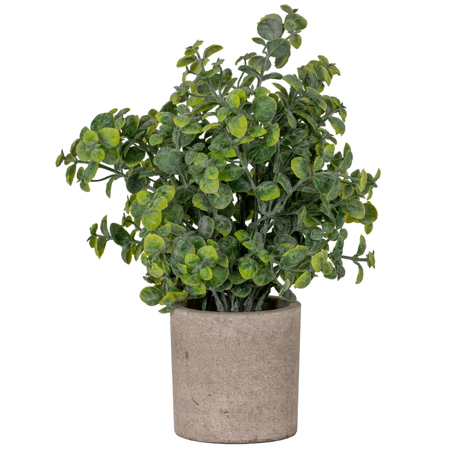 Eucalyptus Plant In Stone Effect Pot | Kaiku