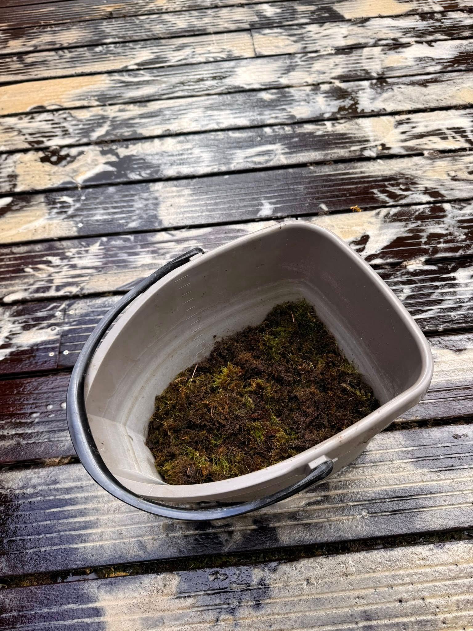 Gros plan sur le veinage propre de lames de bois après élimination des traces vertes par PAANDAWLV
