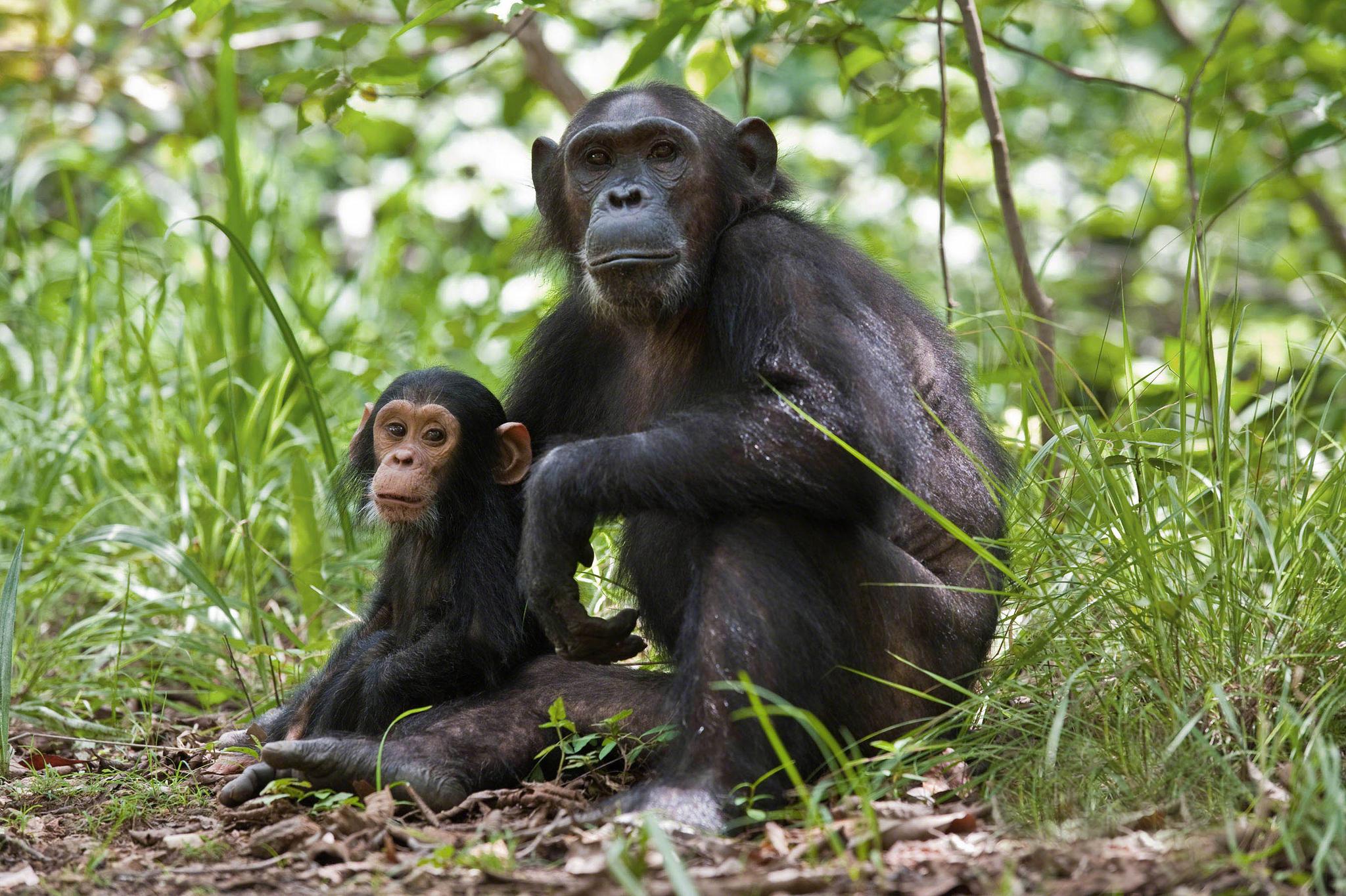 Chimpanzee mother and child sit in healthy woodland habitat. Credit: Jane Goodall Institute
