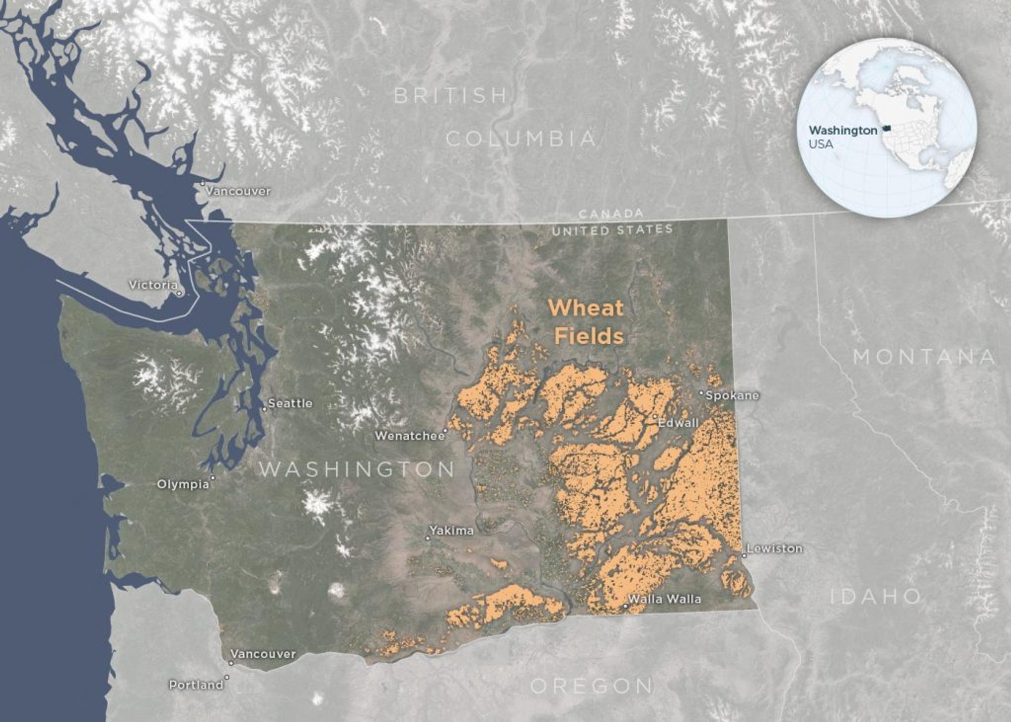 This map shows the general distribution of wheat fields in the state of Washington. (Data sources: Planet monthly mosaic, Washington State Department of Agriculture, Natural Earth)