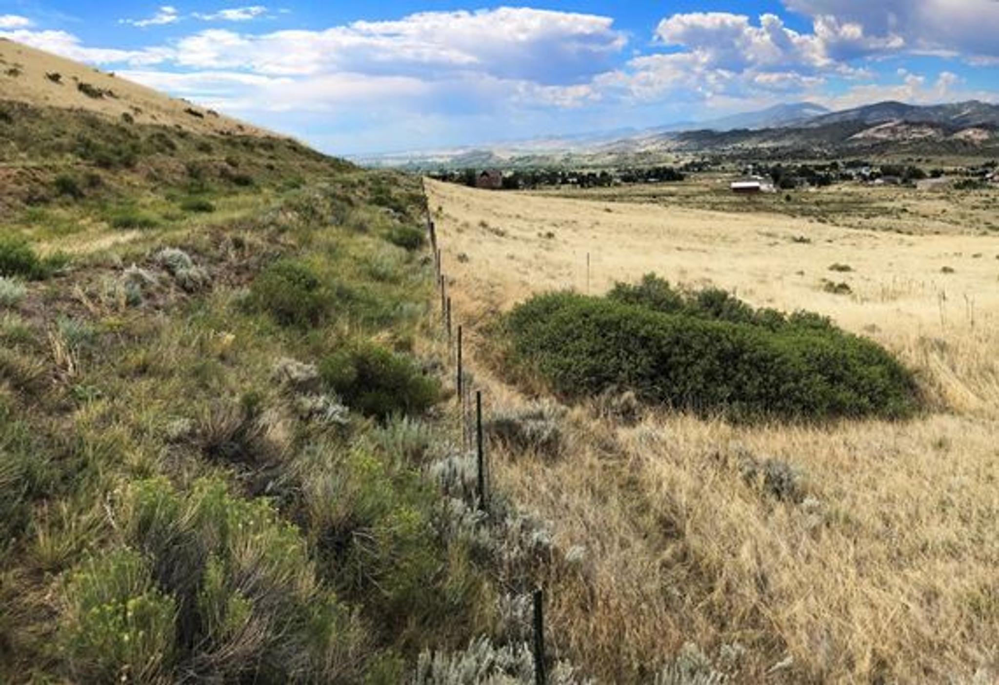 Side by side of treated cheatgrass with Rejuvra and untreated cheatgrass. Image provided by Bayer ES.