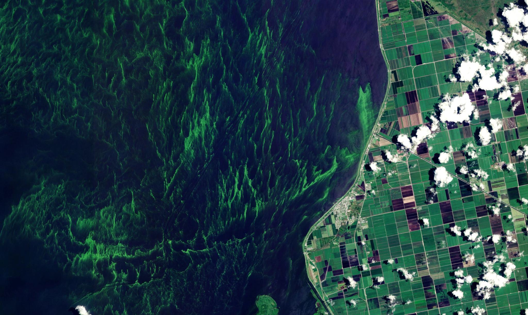 PlanetScope image of an algal bloom in Lake Okeechobee, Florida captured June 12, 2023. © 2023 Planet Labs PBC. All Rights Reserved.