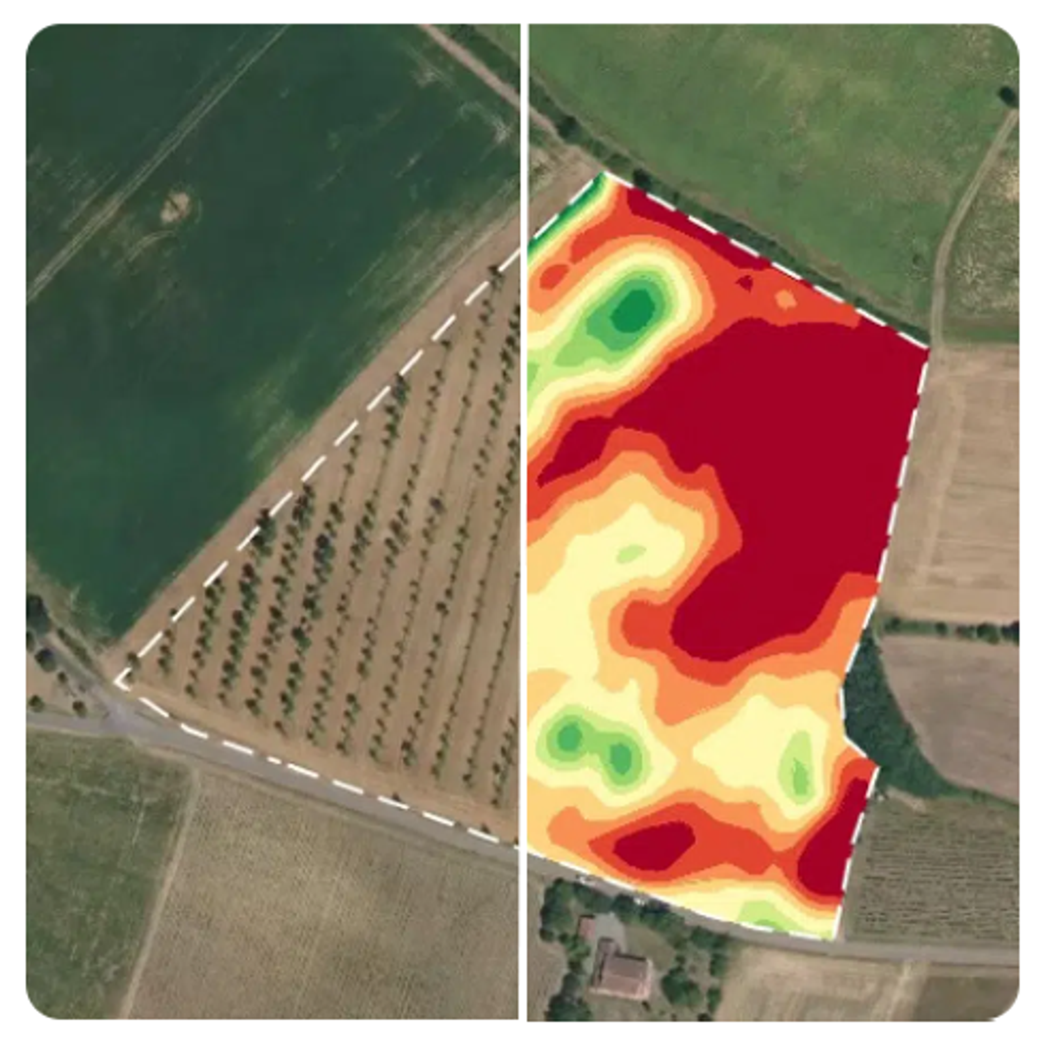 Abelio helps customers provide the right dose of fertilizer with near-real time views of plots to help optimize yields and increase production.