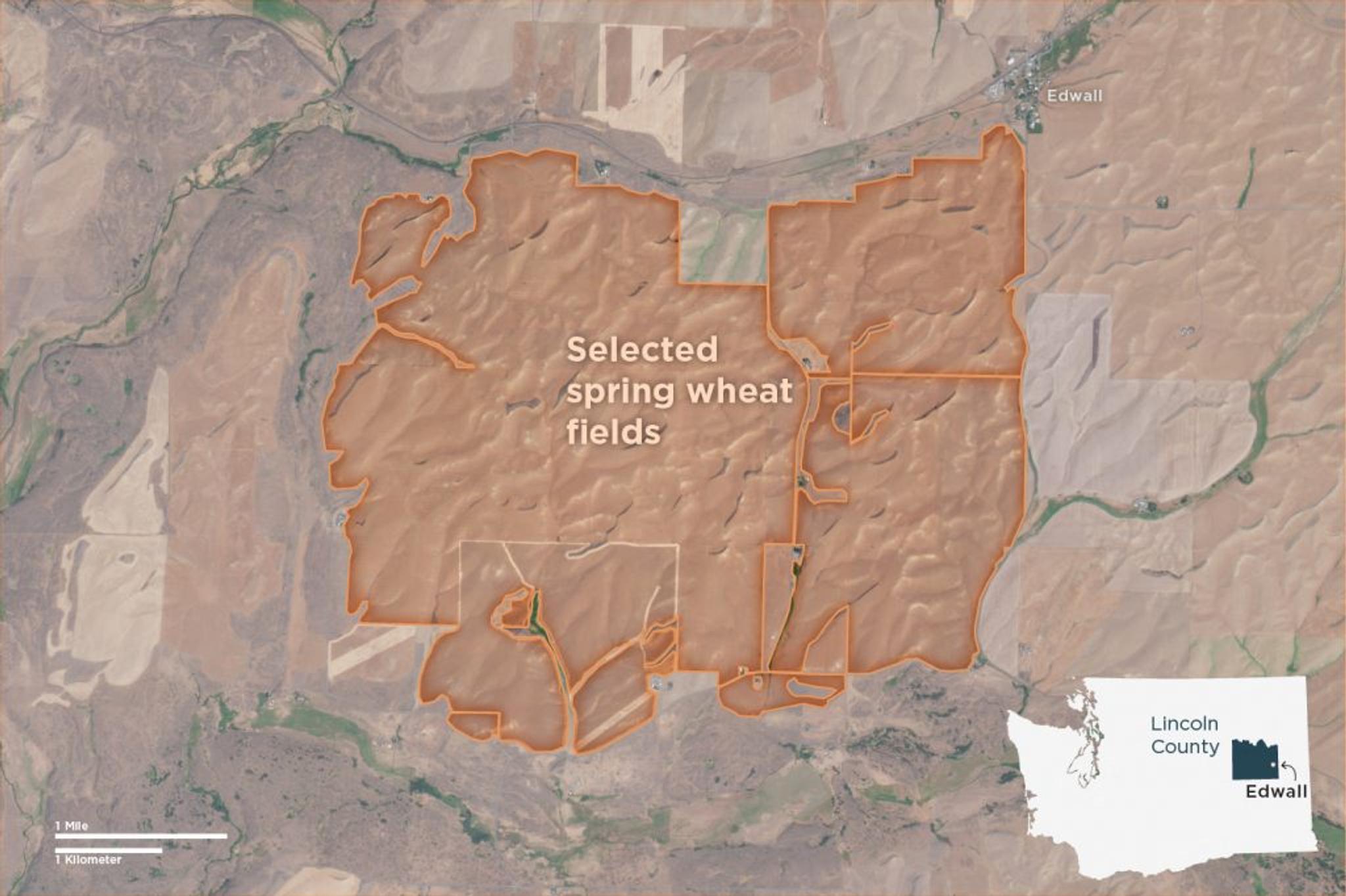 A group of fields in Lincoln County, WA, which appear to have had spring wheat planted for the 2019, 2020, and 2021 growing seasons. (Data Sources: PlanetScope imagery, US Census Bureau, Washington State Department of Agriculture, USDA NASS)