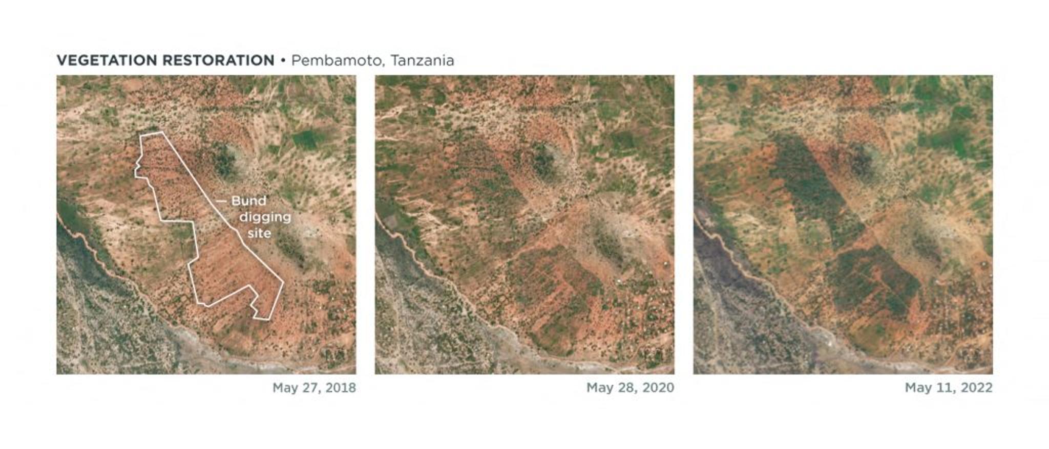 PlanetScope imagery from May 27, 2018 through May 11, 2022 captured Justdiggit’s vegetation restoration in Pembamato, Tanzania. The site of the bunds can be seen outlined in white in 2018. This region shows a dramatic change in vegetation growth in the following years thanks to the creation of the bunds. © 2022, Planet Labs PBC. All Rights Reserved.