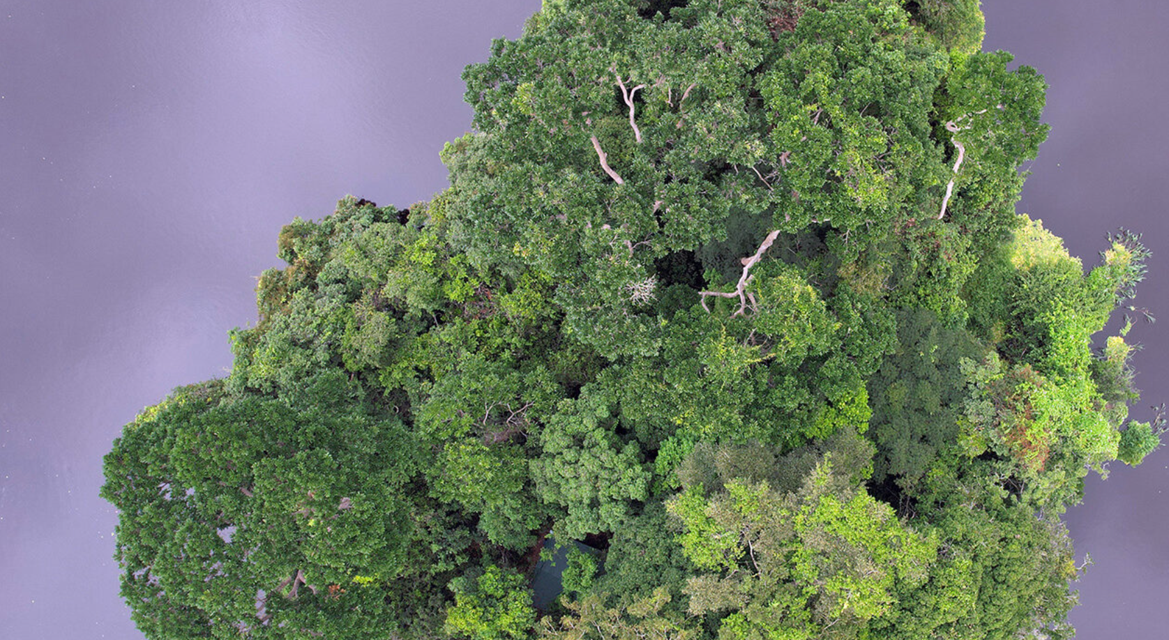 Satellites and lidar get AI boost to count forest carbon stock worldwide