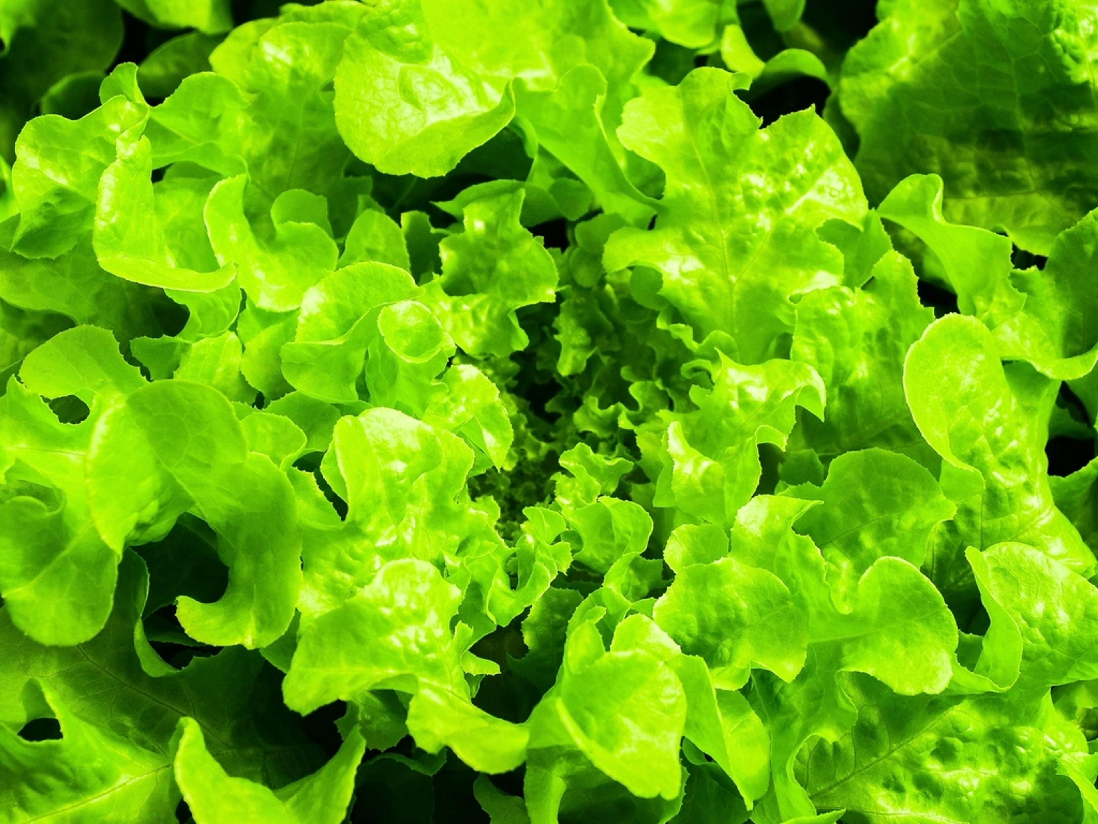 Loose-leaf lettuce growing in dense rows under grow lighting