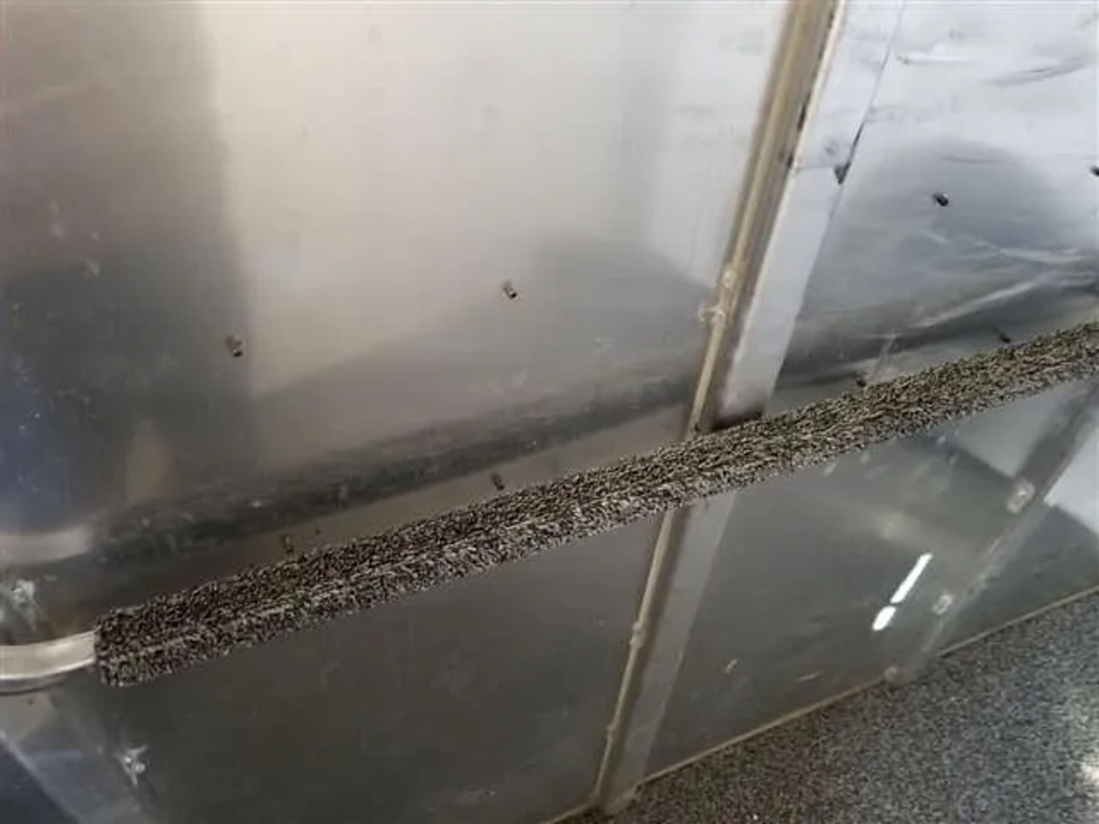 2001 4 Star 2 Horse Bumper Pull Slant Load — view 6