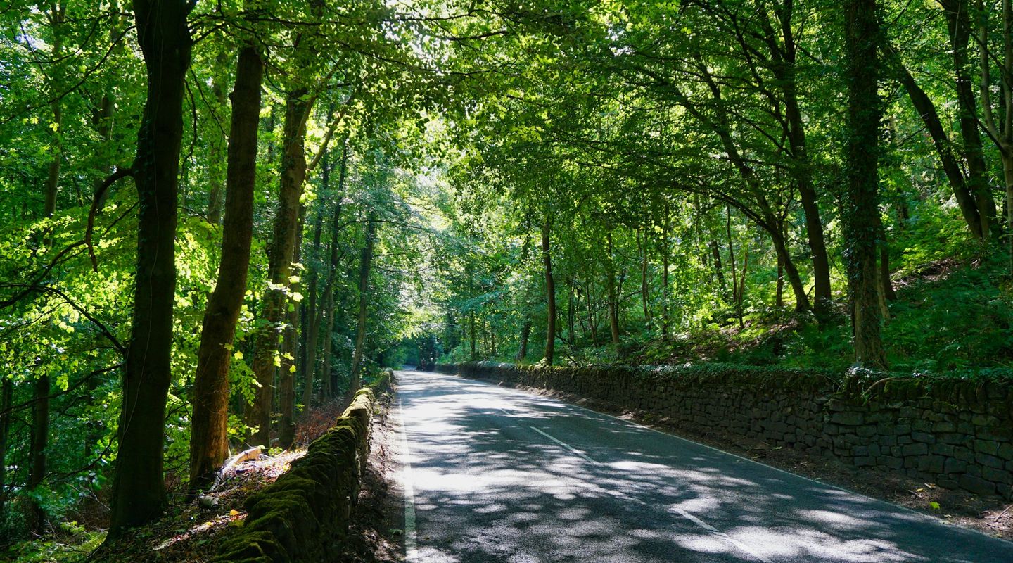 Narrow British country road between dry-stone walls running under a full green tree canopy in summer, dappled sunlight - sing