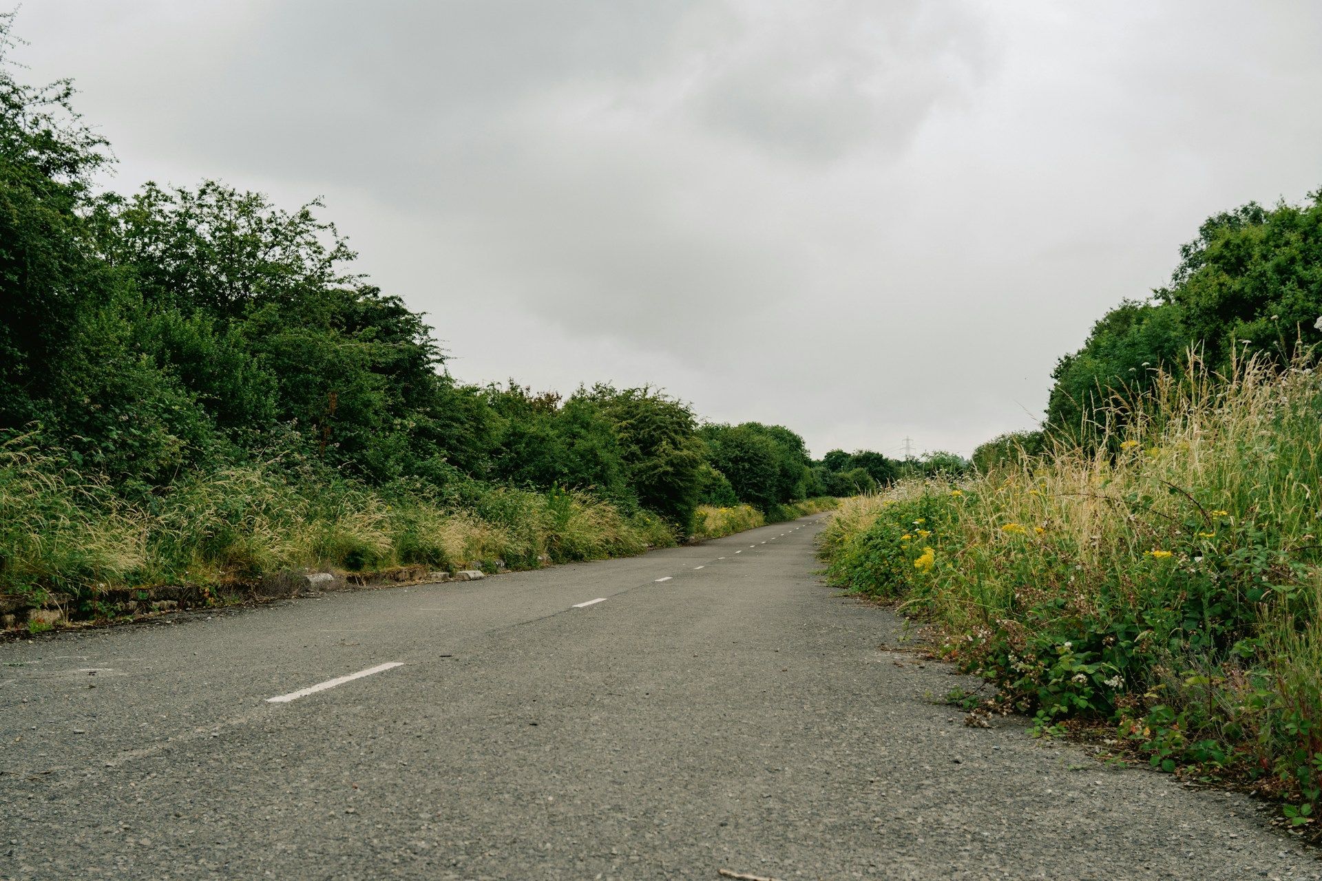 Empty rural road through dense overgrown verge and scrubland under an overcast grey sky - animal road signs uk