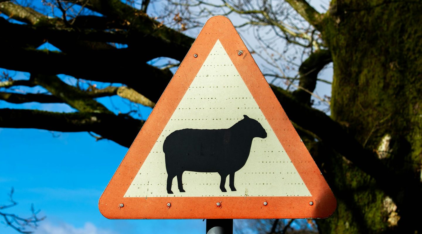 Triangular orange-red warning road sign with a black sheep silhouette against a blue sky - animal road signs uk