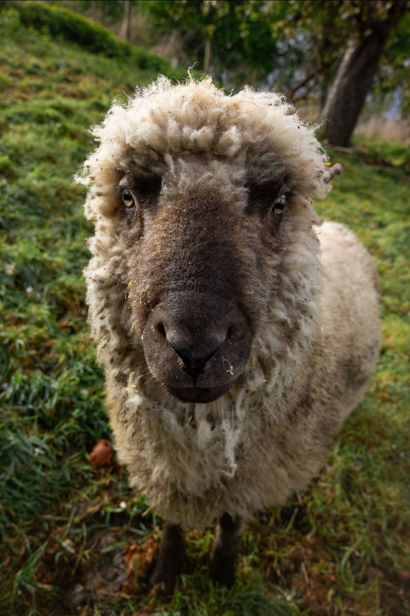 Pride in Every Thread: Introducing Rainbow Wool – Fashion Accessories Crafted from Gay Sheep Wool