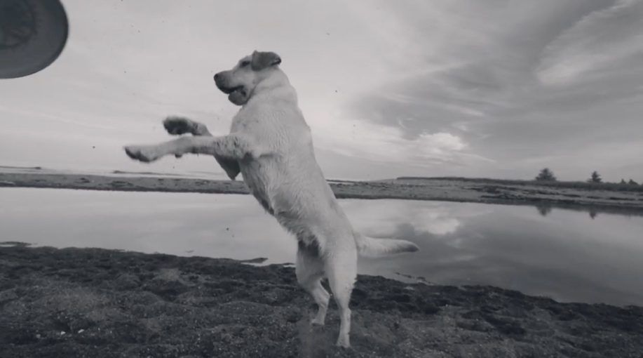 Devarrow Drops ‘Holy Ghost’ Video Featuring an Unforgettable Frisbee Dog