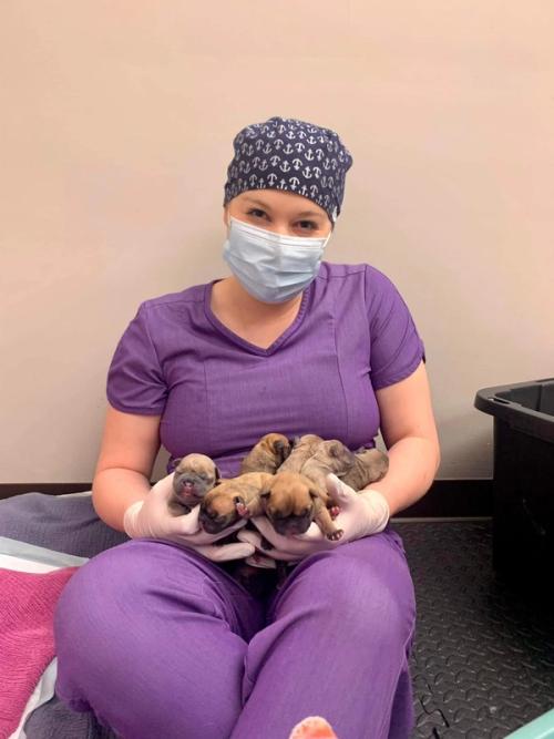 Boxers Meds & Fixits veterinary clinic