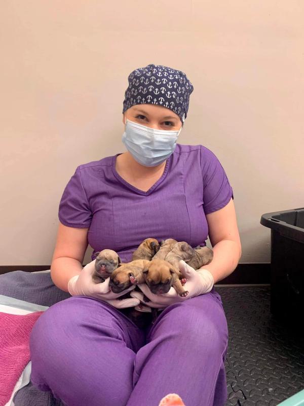 Boxers Vet Clinic hero