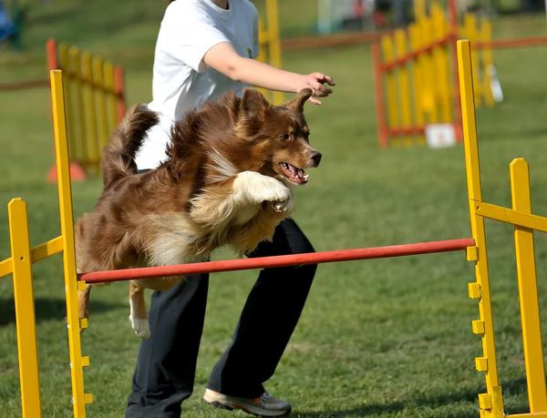 Professional Dog Training