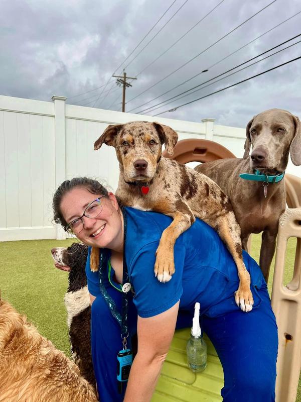 Boxers bed & biscuits boarding1