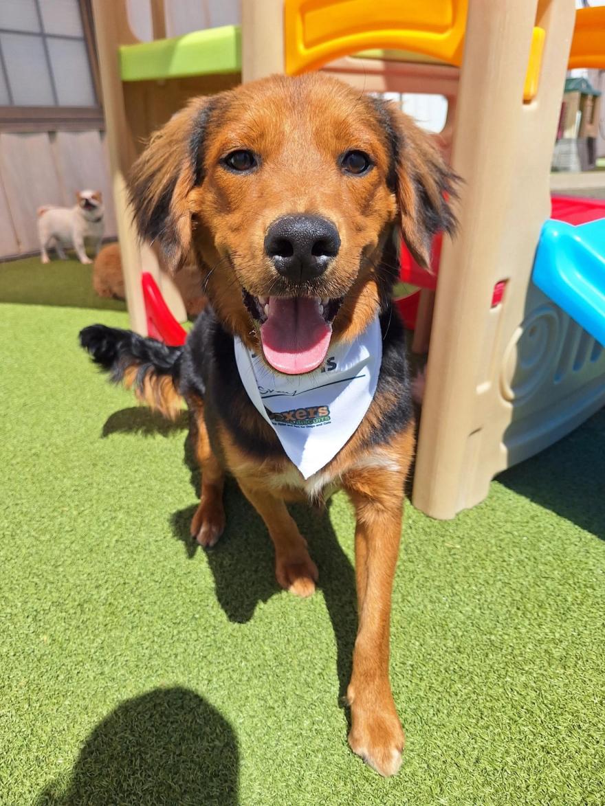 Boxers Bed & Biscuits carousel 1