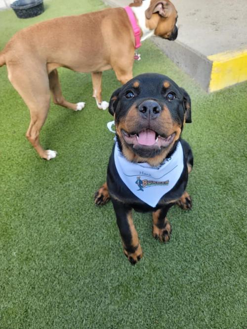 Boxers Bed & Biscuits gallery 776