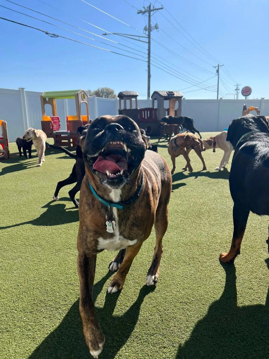 Boxers Bed & Biscuits carousel 5