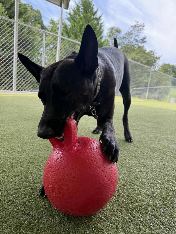 Boxers Enrichment Center