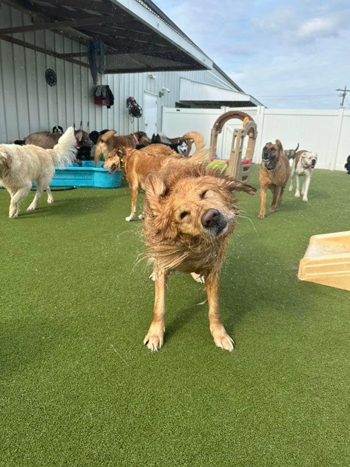 Boxers Bed & Biscuits carousel 4