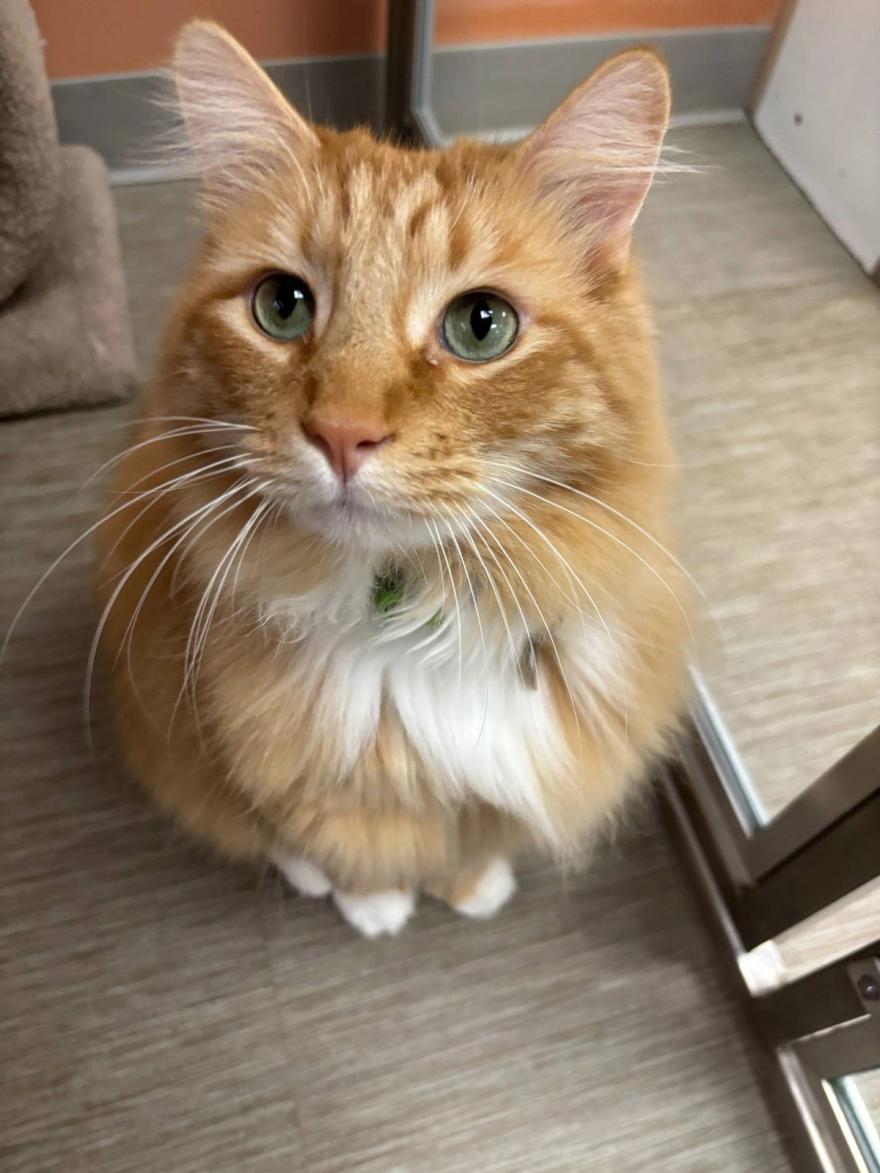 Boxers Bed & Biscuits carousel 7