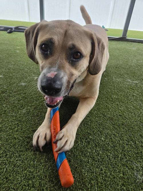 Boxers Bed & Biscuits gallery 7