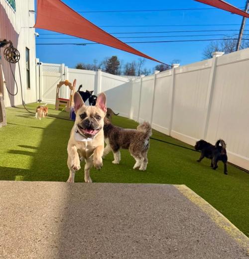 Boxers Bed & Biscuits gallery 4