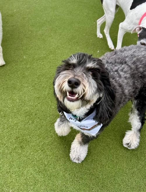 Boxers Bed & Biscuits gallery 1