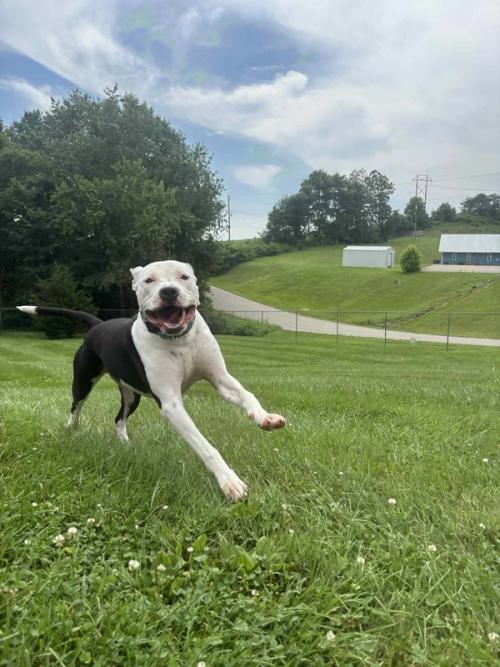 Boxers Bed & Biscuits gallery 2