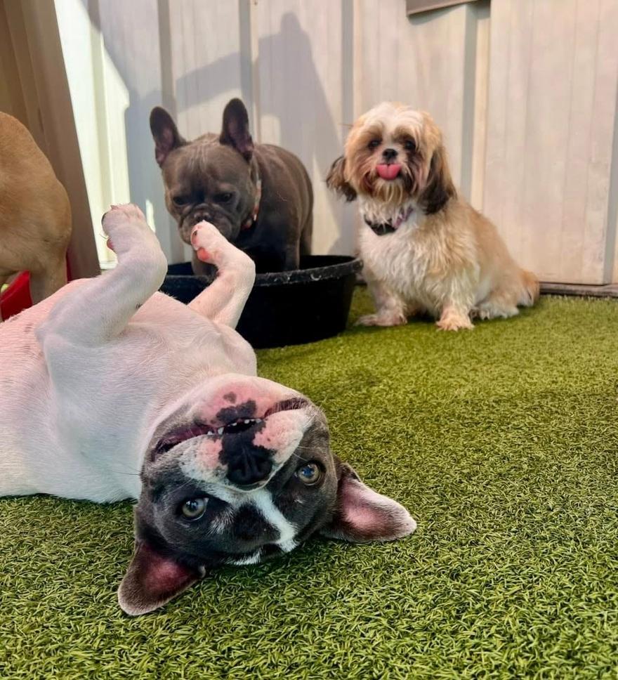 Boxers Bed & Biscuits carousel 2