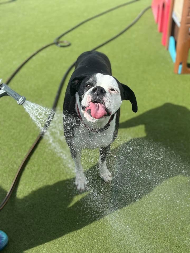 Boxers Bed & Biscuits carousel 8