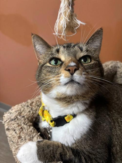 Boxers Bed & Biscuits gallery 6