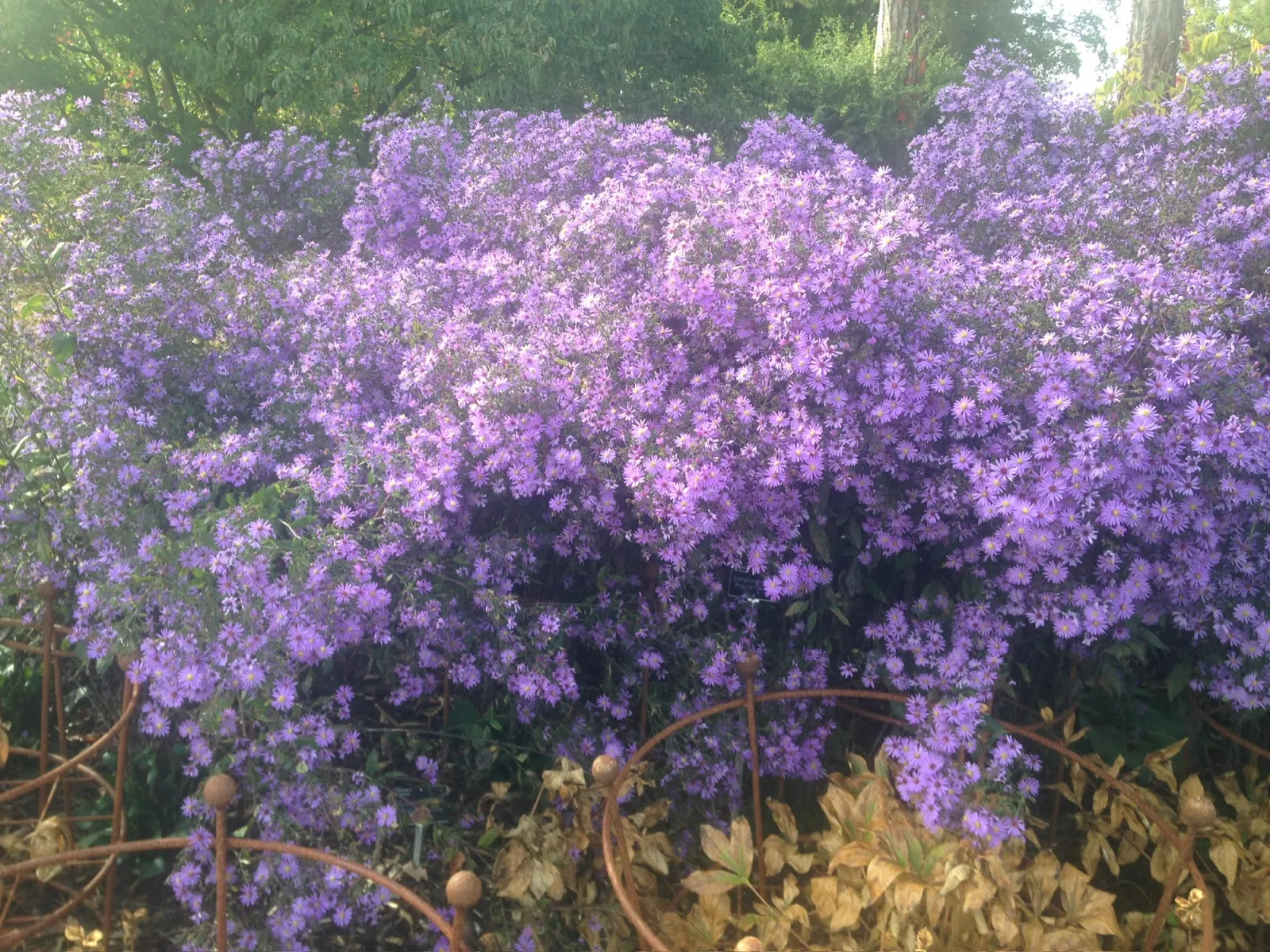 High impact flowering plants