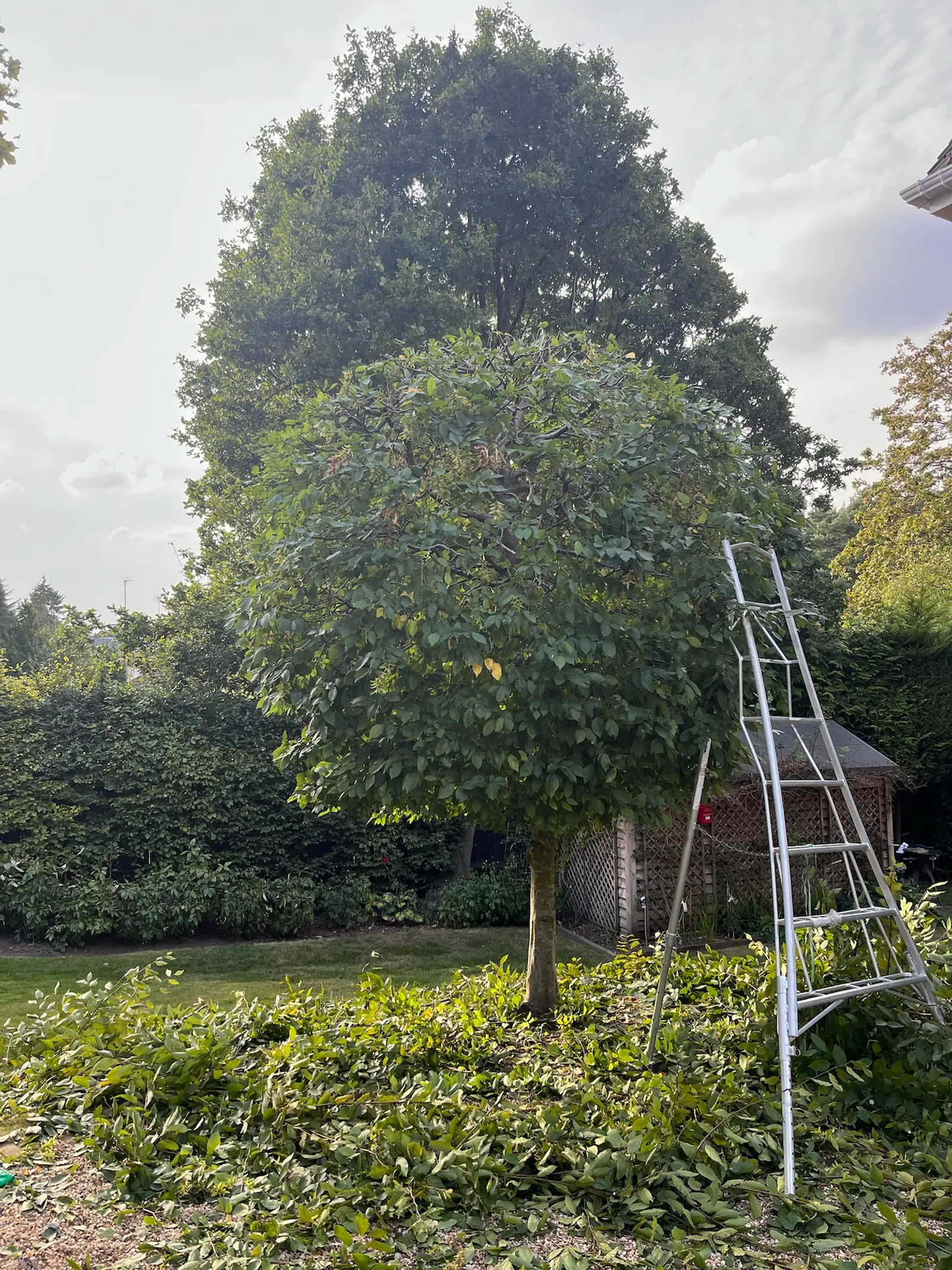 Trimming and shaping large tree