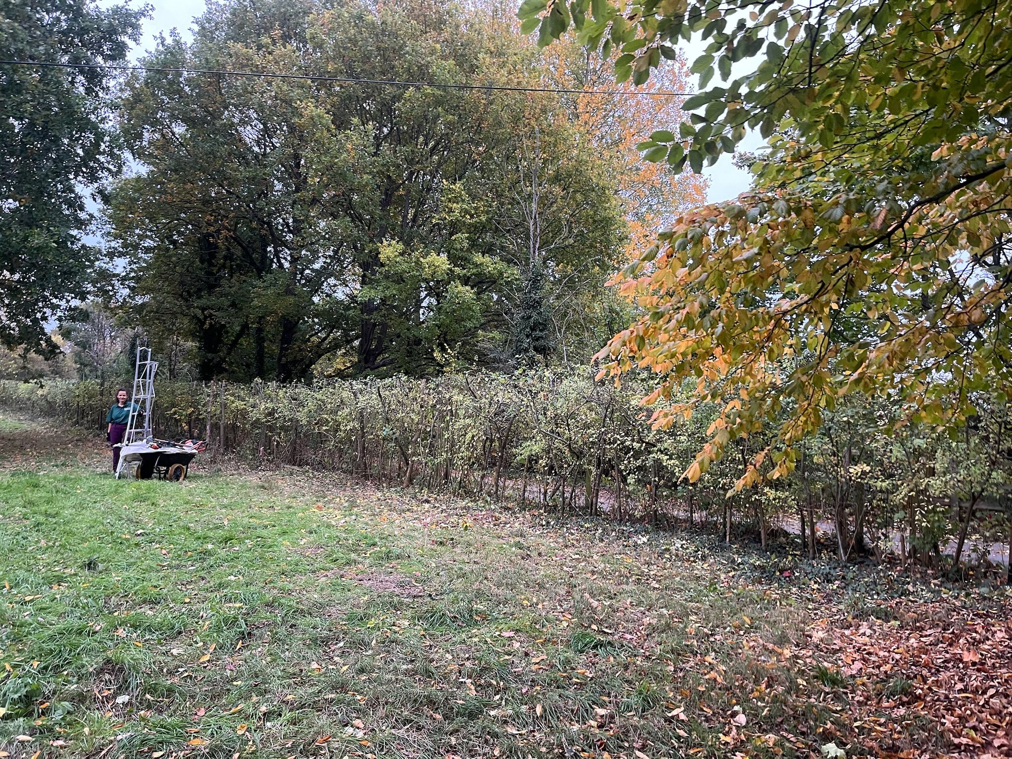 Tree maintenance