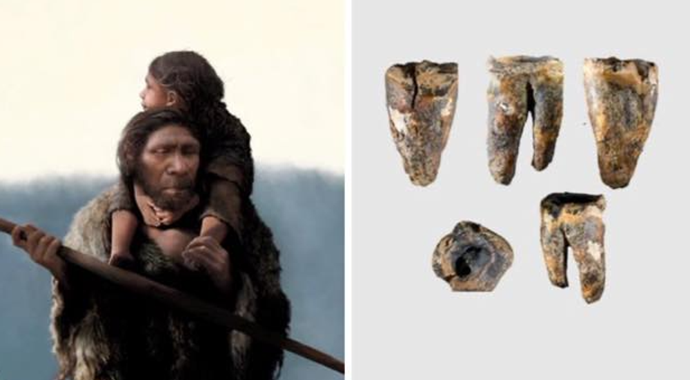 59 Bin Yıllık Diş Sırrı: Neandertaller Taş Matkapla Diş Tedavisi Yapıyordu 