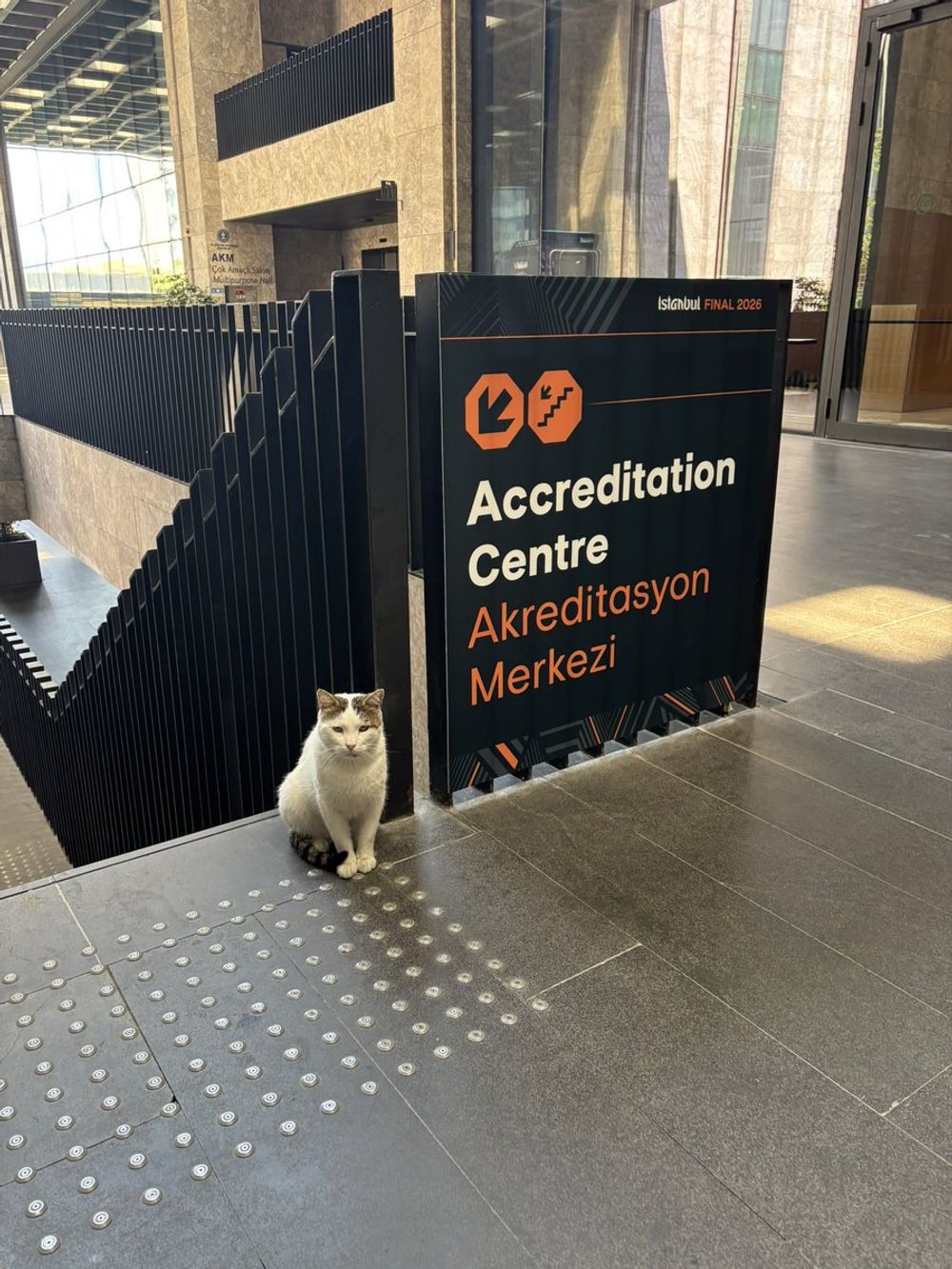 BBC gazetecisi İstanbul'da kedileri keşfetti: "Duydum ki çok kedi varmış..."