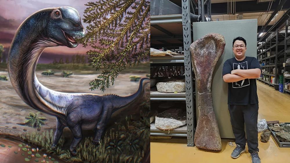 Güneydoğu Asya’nın En Büyük Dinozoru Keşfedildi: Nagatitan chaiyaphumensis