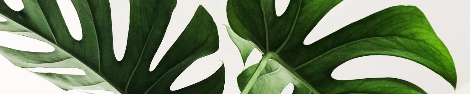 Close-up of green leaves on a white background